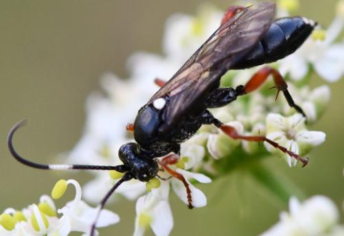 Réf. 265 968 : Vulgichneumon saturatorius